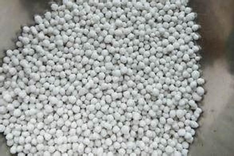 月季长出来的笋芽如何进行打顶