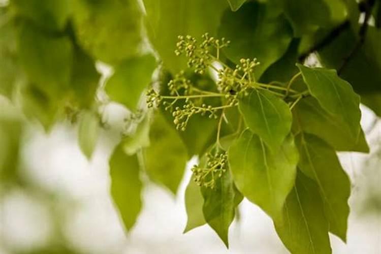 枇杷树耐寒零下多少度