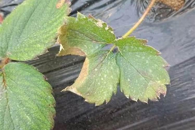 草莓肥害补救措施 草莓肥害的典型症状