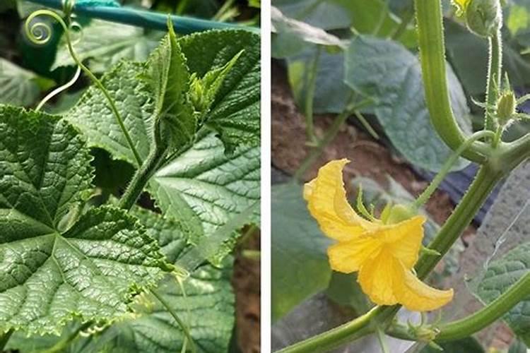 黄瓜生根最好的肥料黄瓜生根最好的肥料介绍