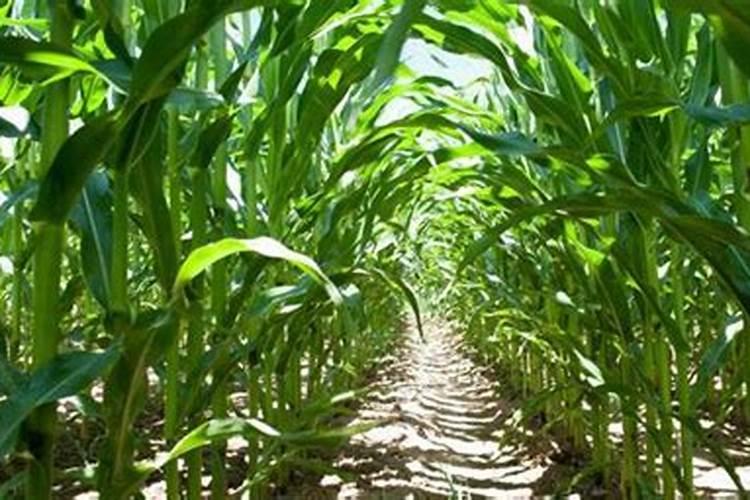 优肽氮肥主要功效是什么