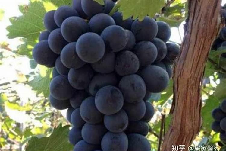 含硼的肥料有哪些