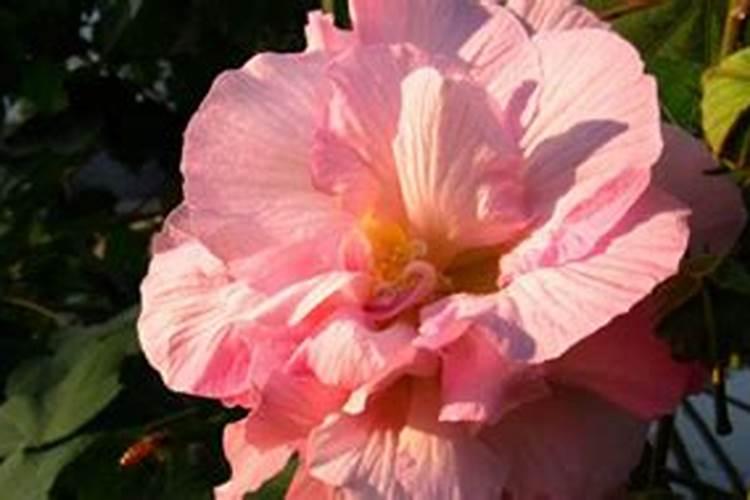 芙蓉花怎么施肥