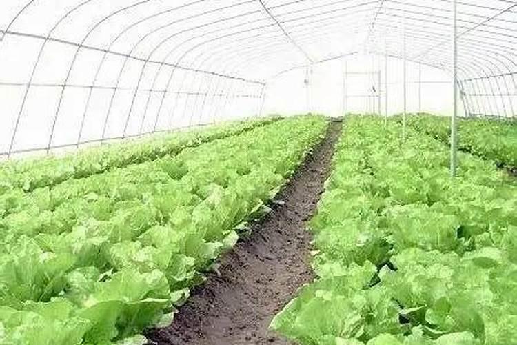 一般的大棚蔬菜用什么叶面肥、冲施肥好？!!