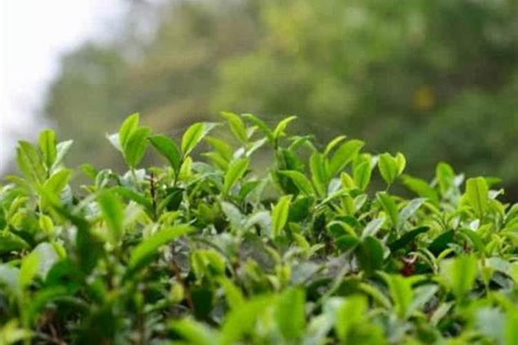 烟草打什么药好