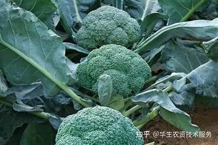 西兰花施什么肥最好