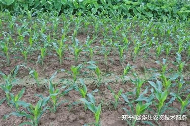 玉米哈时候上肥料好