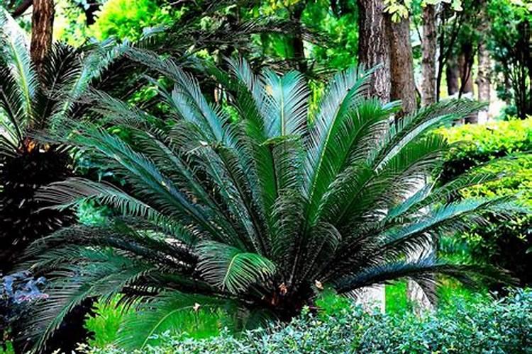 西红柿什么时候施肥最好