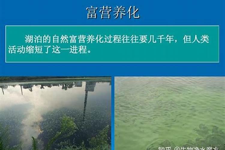 富营养化水体用什么肥水好