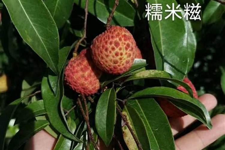 江西叶面肥木醋液