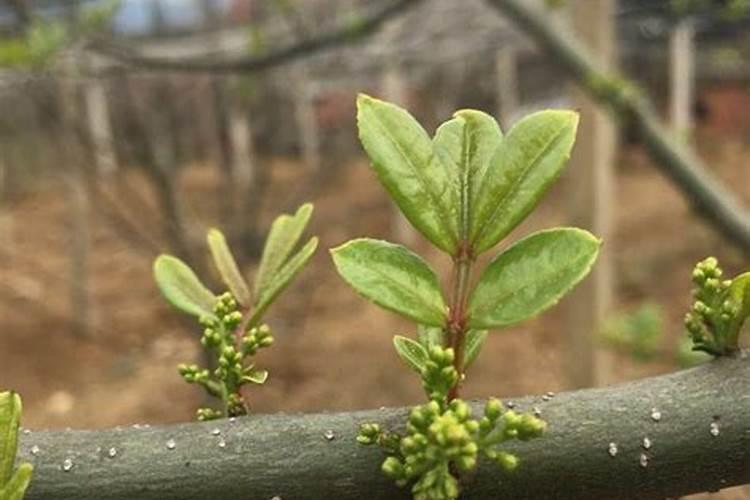 14种不宜入冰箱蔬菜