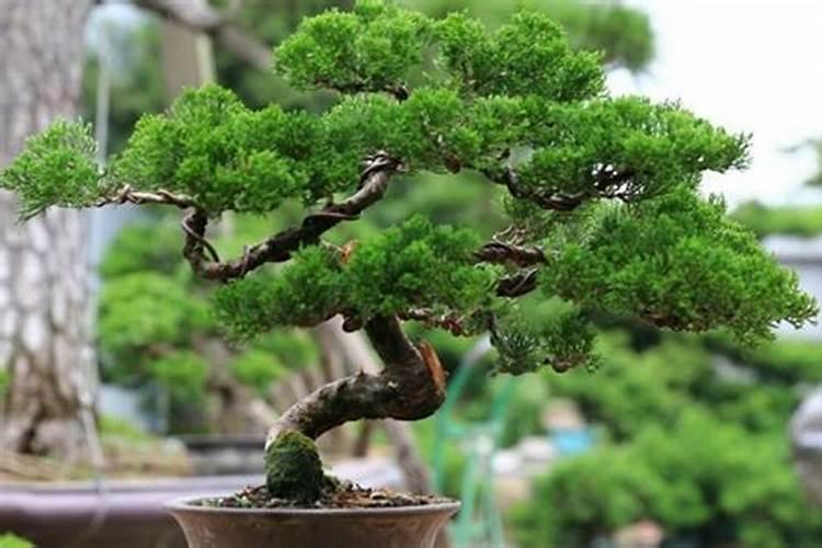 养花常见的害虫有哪些？怎么杀掉它？