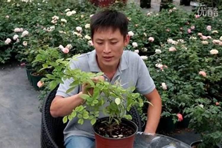 月季是不是缺镁,医用硫酸镁能不能给月季花施用,用量