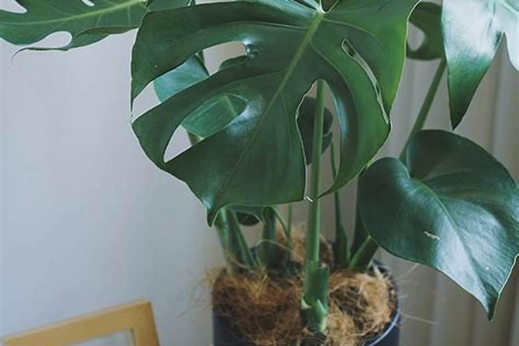 凉薯的种植时间和方法 高产栽培技术与管理措施