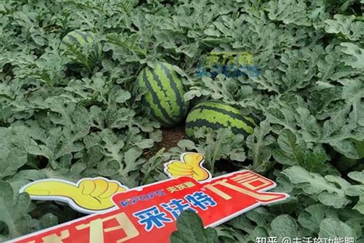水溶复合肥在西瓜什么阶段使用？