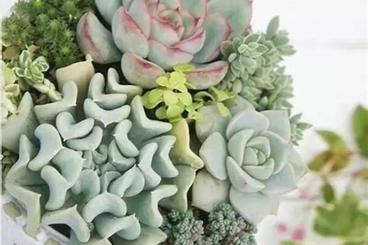 氮磷钾复合肥什么花都可以用吗