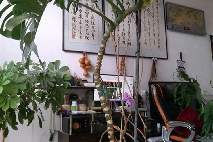 养花施什么肥最好