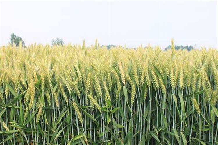 中量元素水溶肥价格