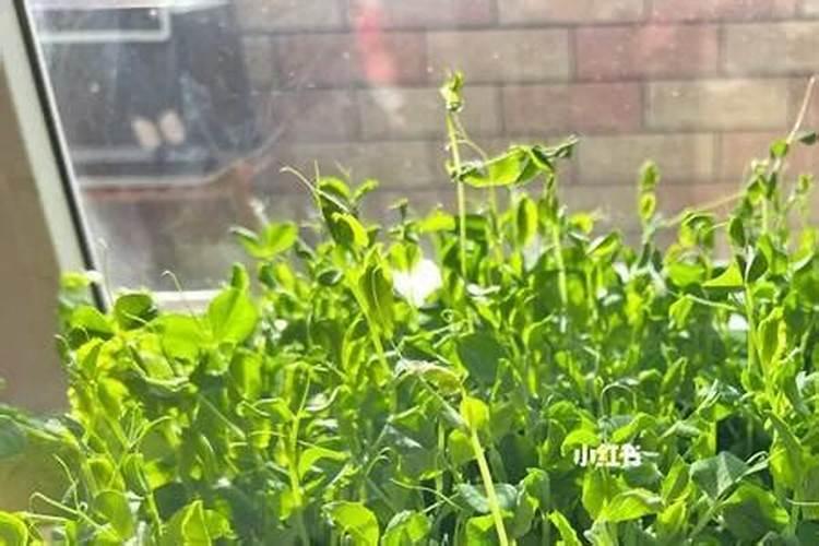 豌豆的种植和管理!请专业回答!详细点谢谢!