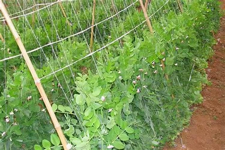 种豌豆用什么肥料最好