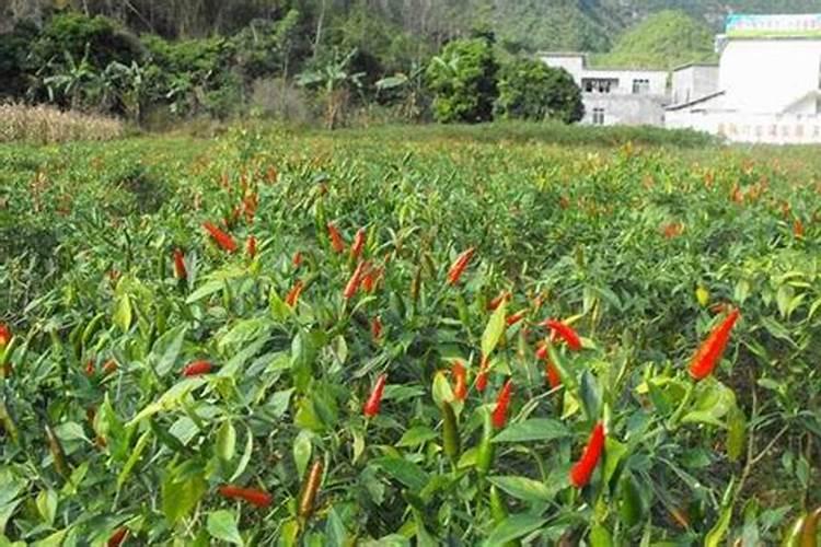 土豆喜欢啥肥料？施肥方法