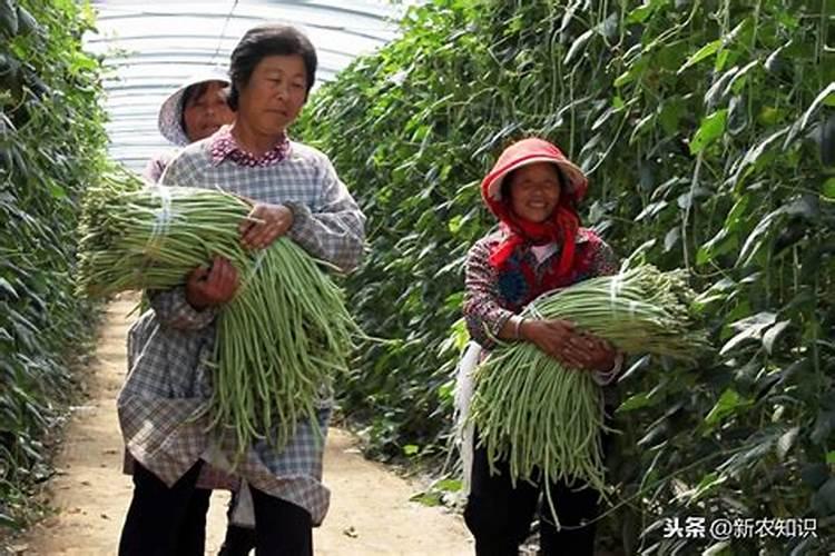 豆角结果期用什么肥料好