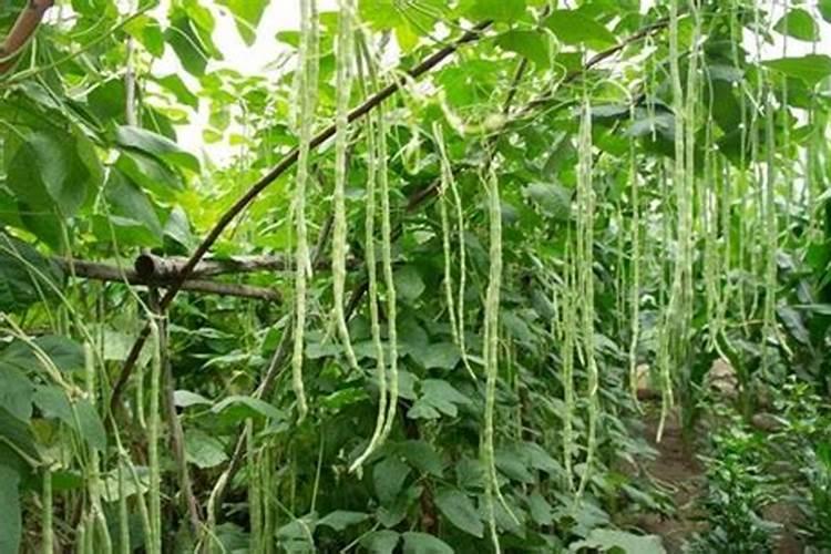 种豆角用什么肥料好