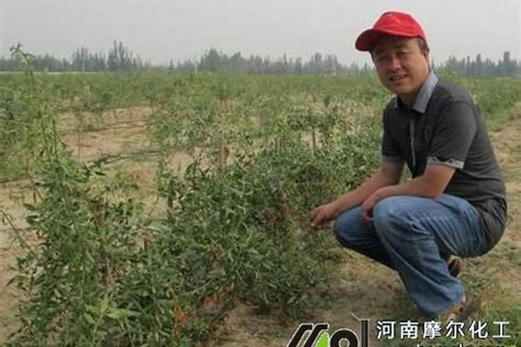 枸杞如何正确施肥