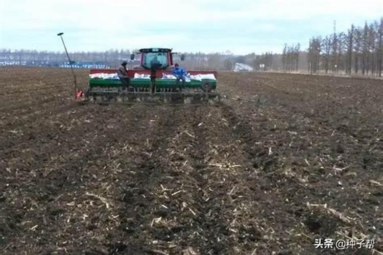 尿素打叶面肥有好处吗用量多少