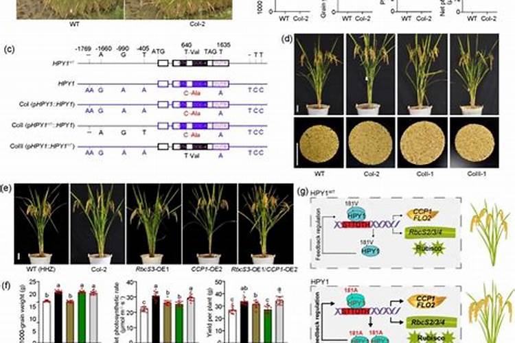 国内氨基酸水溶肥生产厂家有哪些？
