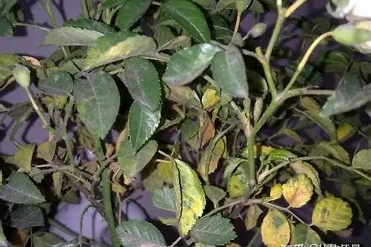 茶花施了磷肥,叶子开始发黄怎么办