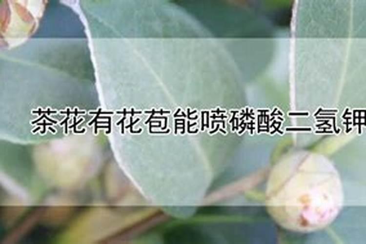 磷酸二氢钾可以浇茶花吗