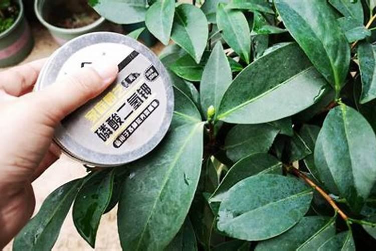 李子开花怎样保花保果