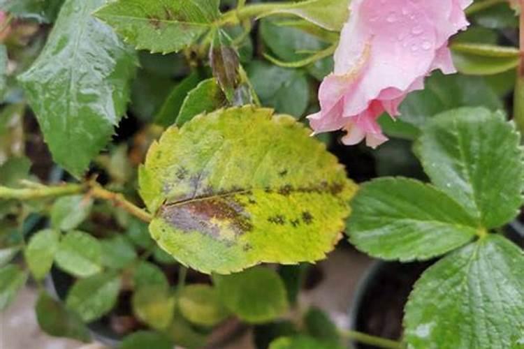 三角梅施肥过多叶子都掉了怎么办,叶子发黄一碰就掉的原因及解决方法百 ...