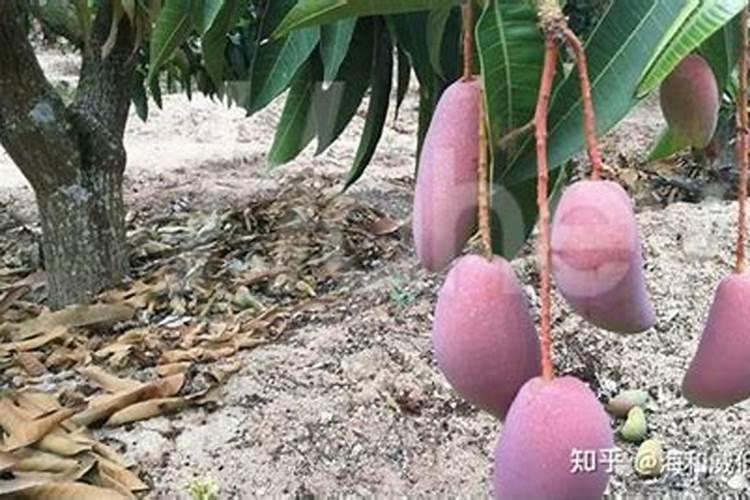 芒果用什么叶面肥好？