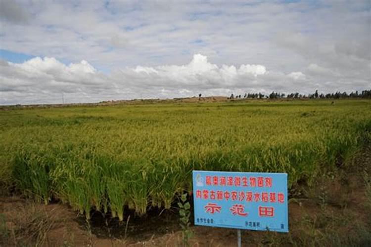 温室内的土地是纯沙土地,漏肥漏水严重,怎样改造？