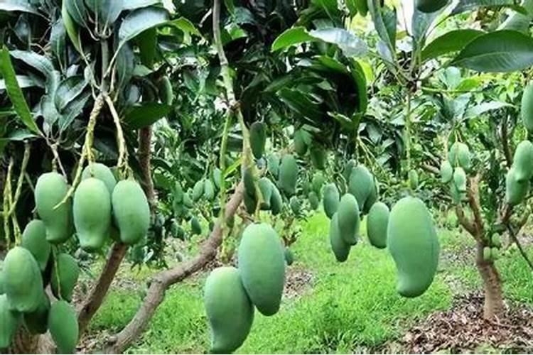 玉米出穗施什么肥