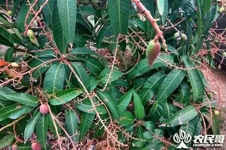 芒果施什么肥