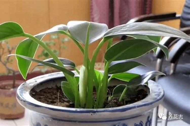 白掌用花肥用多了叶子黄了怎么办？