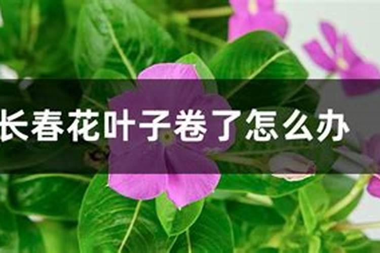 花上完肥料后叶子软了(花施肥后叶子枯萎了怎么办)