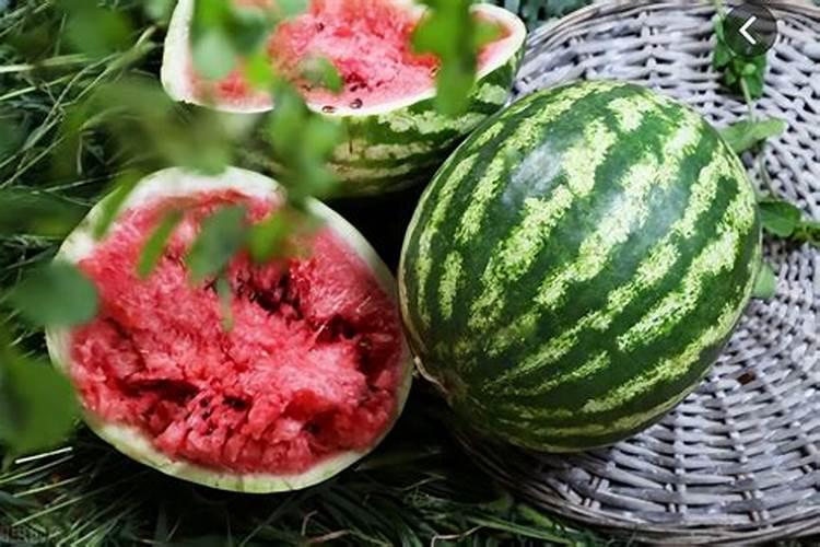棉花缺素症缺磷症