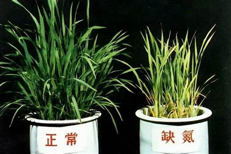 种大姜施底肥吗？