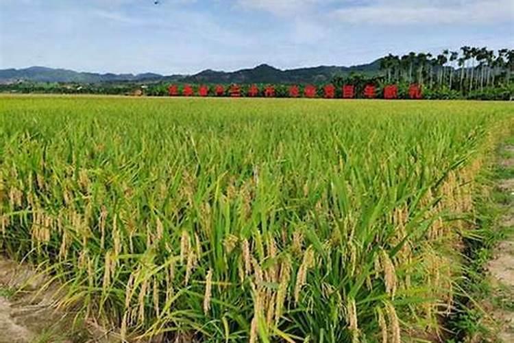 小分子有机碳水溶肥对水稻促进作用如何？