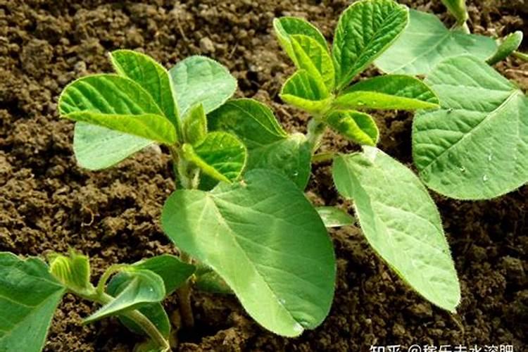 扎针减肥半个月10斤真的假的