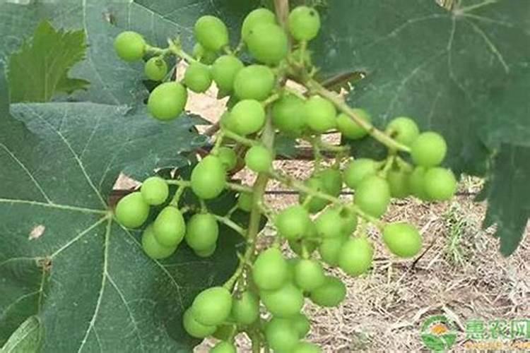 果树促花使用什么叶面肥？果树叶面肥喷施需要注意事项？