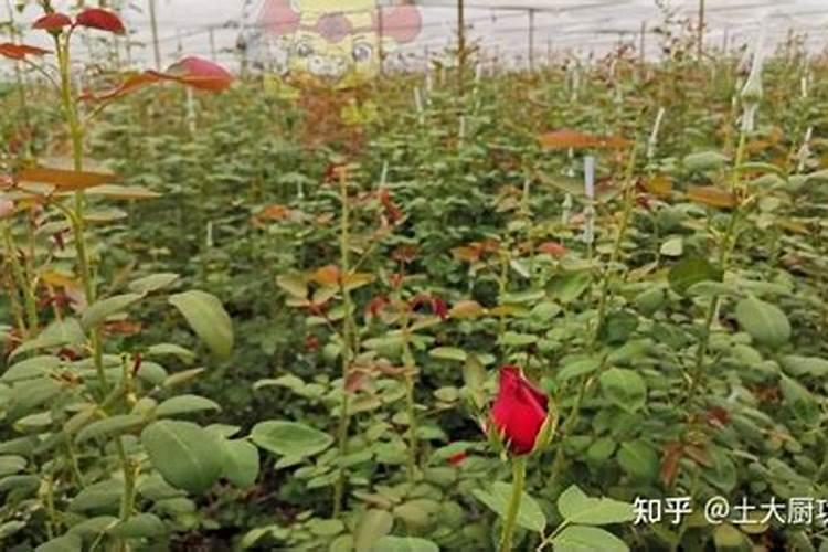 磷肥有哪些 磷肥是什么肥料