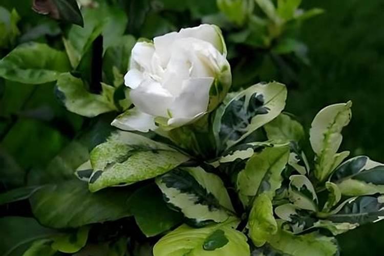 全国水溶肥前十名厂家,十大水溶肥品牌都有啥,国产的前十名