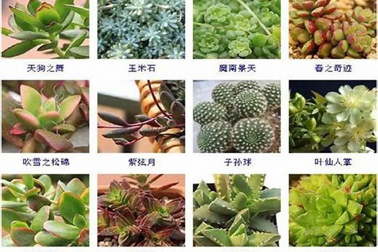 多肉用什么肥料
