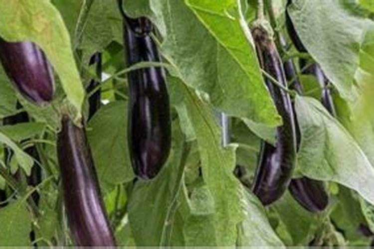 茄子需要施什么肥最好(茄子喜欢什么肥料结果多产量高)