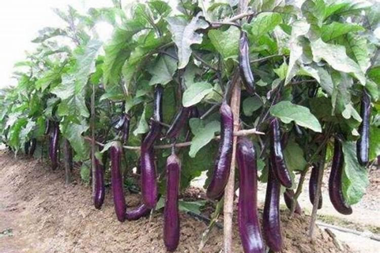 茄子的需肥规律是怎样的？施肥时需要注意哪些问题？